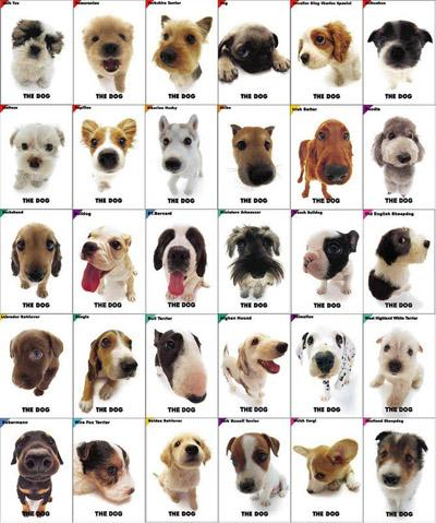 R Dogs