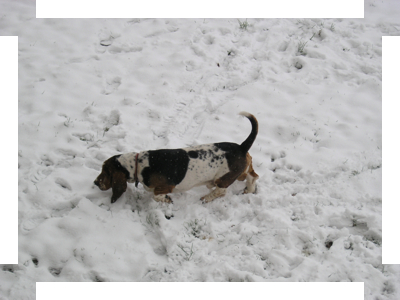 Il Neige, Chien